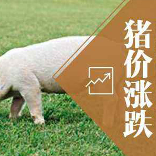 鑫佰加畜牧設備邀您了解近期各地區豬價波動