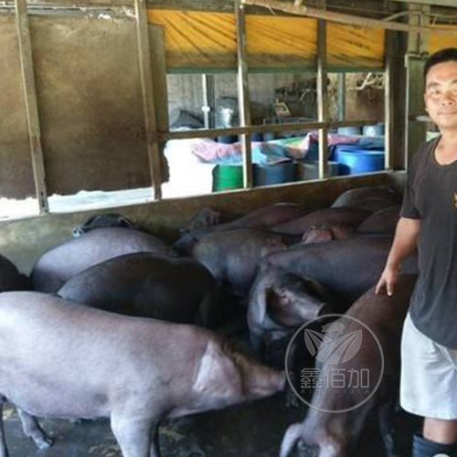 鑫佰加畜牧設備人員參觀越南豬場